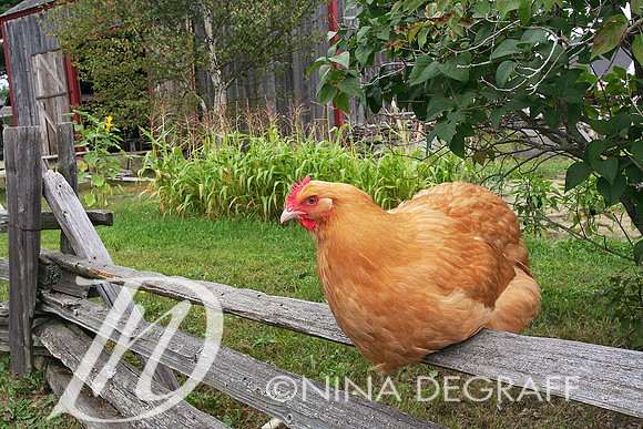Buff Orpington hen