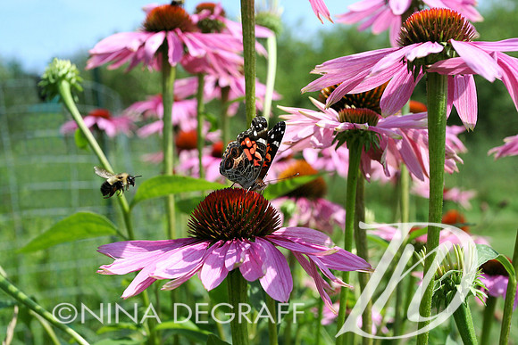 Bumble Bee and American Lady Butterfly