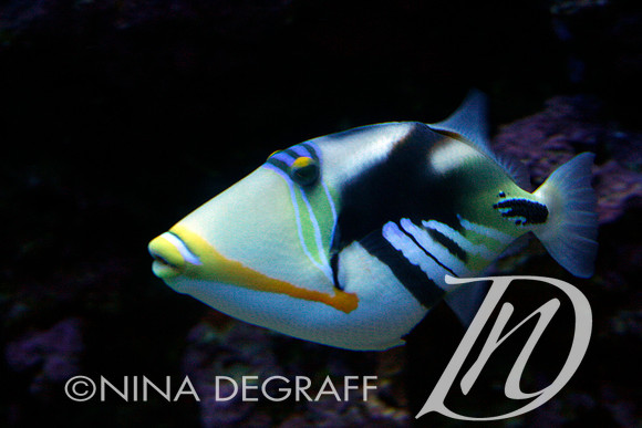 Lagoon Triggerfish, Hawaii