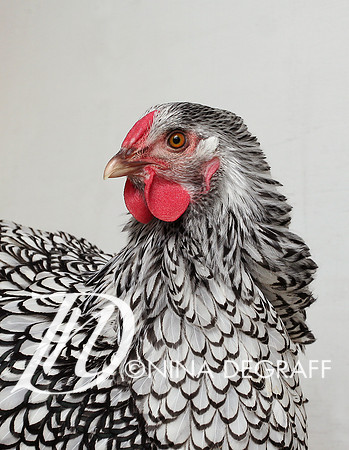 Silver Laced Wyandotte