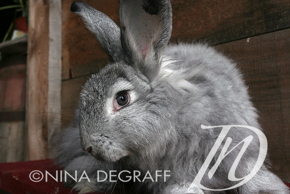 "Chinny," an Angora rabbit