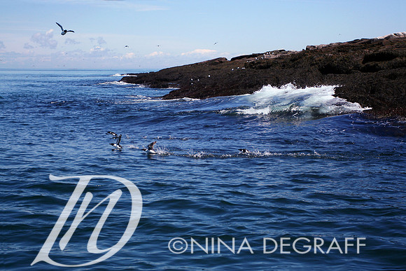 Razorbills and ocean breakers, Machias Seal Island