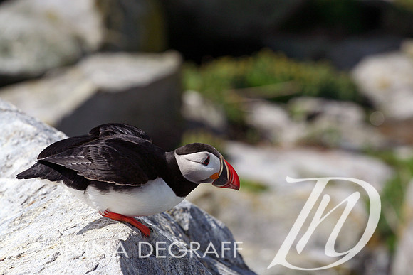 Atlantic Puffin